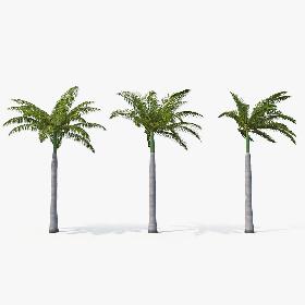 3D Palms Royal 04 model